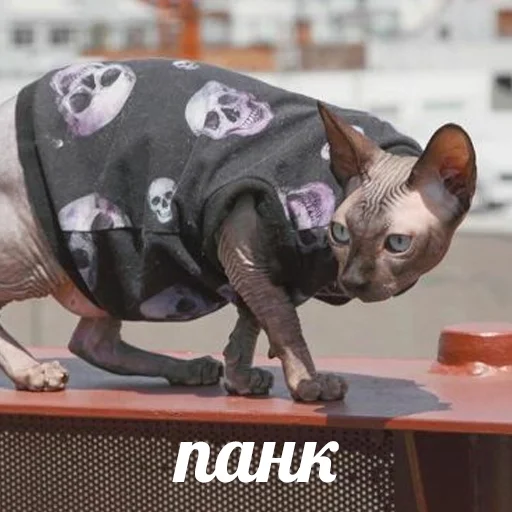 Эмодзи sphynx cat