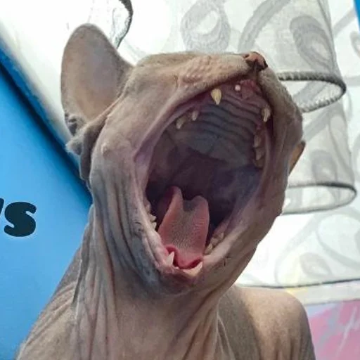 Эмодзи sphynx cat