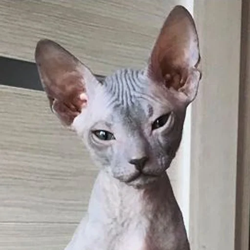Эмодзи sphynx cat