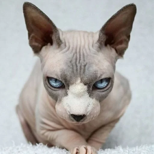 Эмодзи sphynx cat