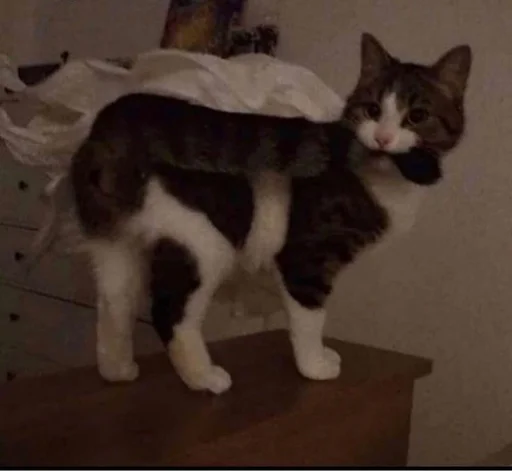 Эмодзи spokysa