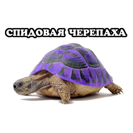 Эмодзи Sparrow