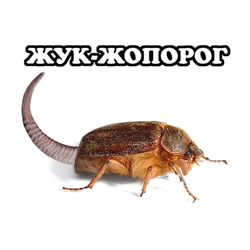 Эмодзи Sparrow