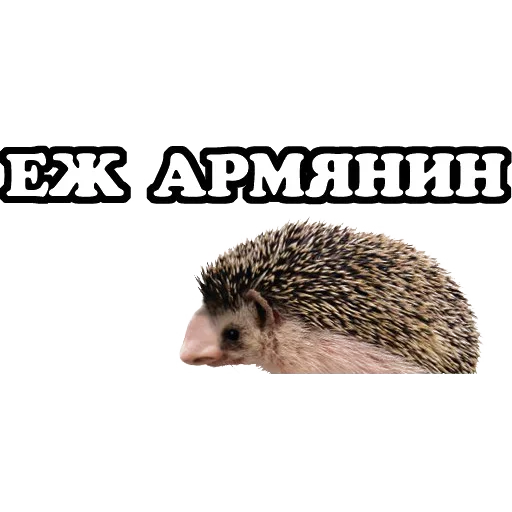 Эмодзи Sparrow