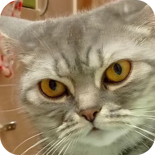 Эмодзи Котики