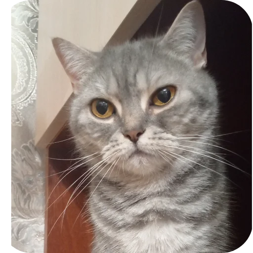 Эмодзи Котики