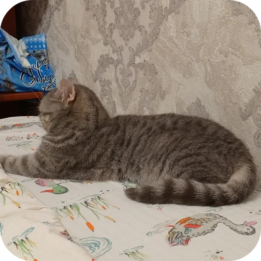 Эмодзи Котики