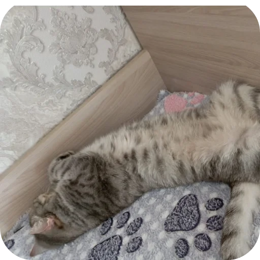 Эмодзи Котики