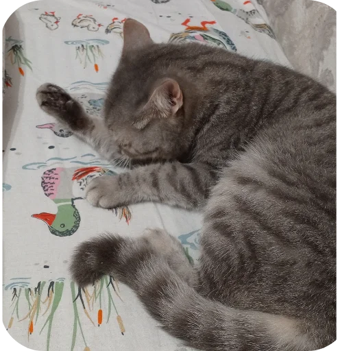 Эмодзи Котики