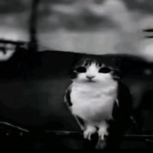 🦉