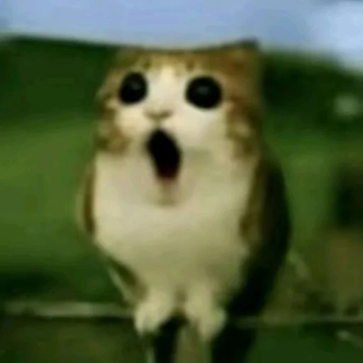 Эмодзи Meowl