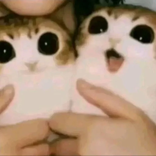 Эмодзи Meowl