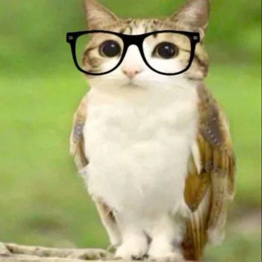 Эмодзи Meowl