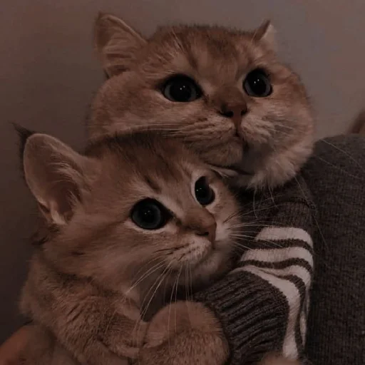 Эмодзи Cutest Cats