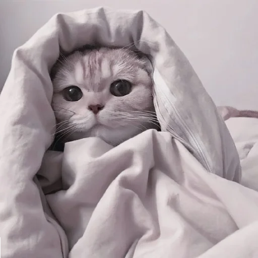 🐈