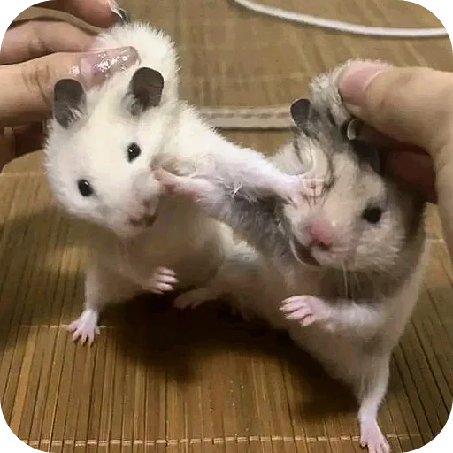 Эмодзи Hamsters