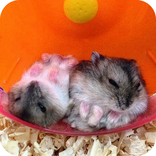 Эмодзи Hamsters