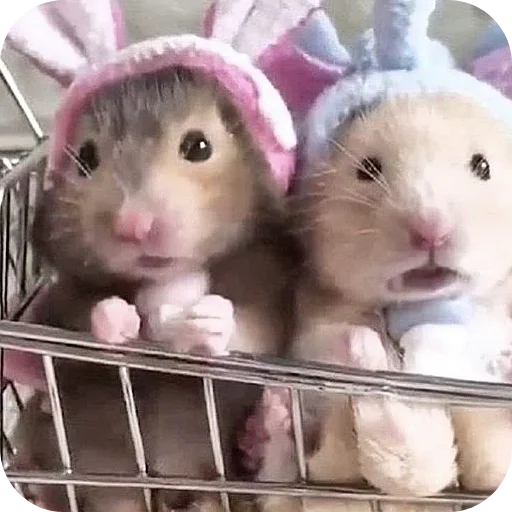 Эмодзи Hamsters