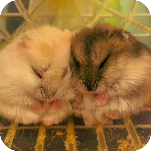 Эмодзи Hamsters