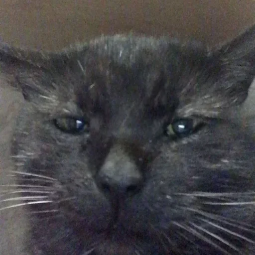 Эмодзи Котики