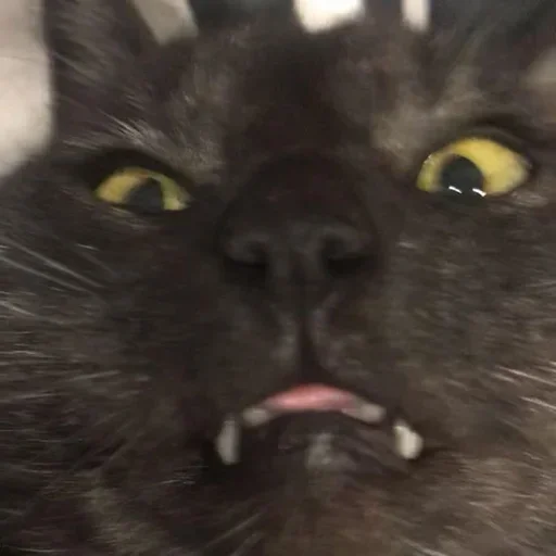 Эмодзи Котики