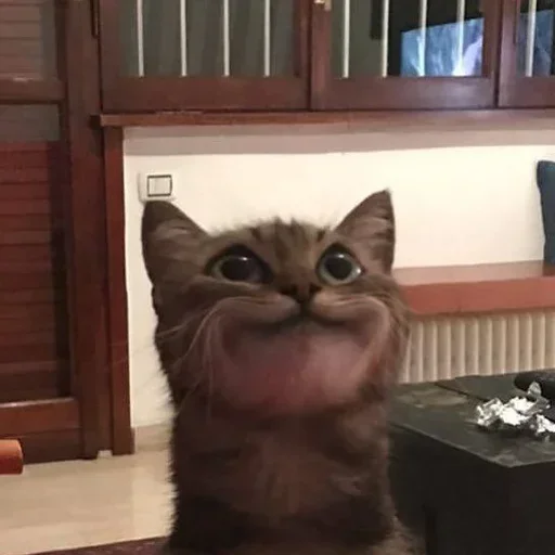 Эмодзи Котики