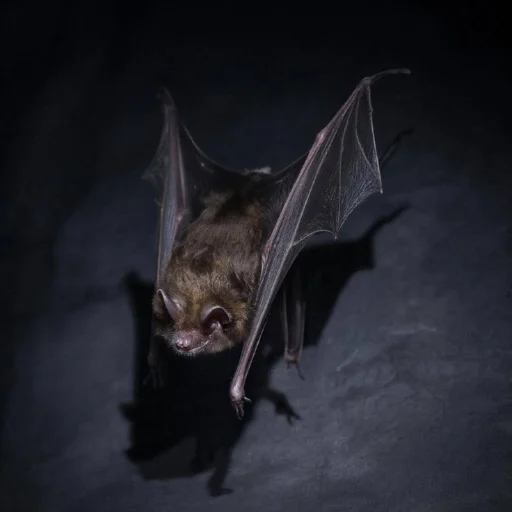 Эмодзи Летучие мыши