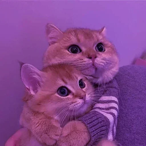 Эмодзи Мяв мяв