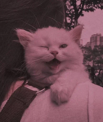 Эмодзи Мяв мяв