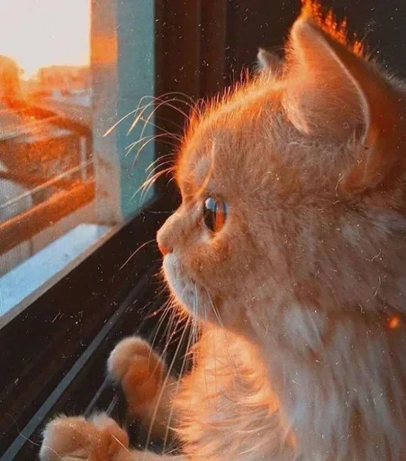 Эмодзи Мяв мяв