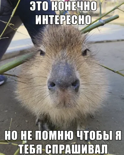 Эмодзи 🧡люблю любить пиздец🥞