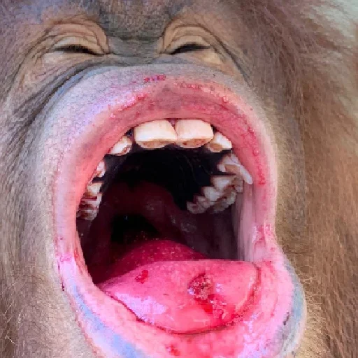 Эмодзи sweetbaboons