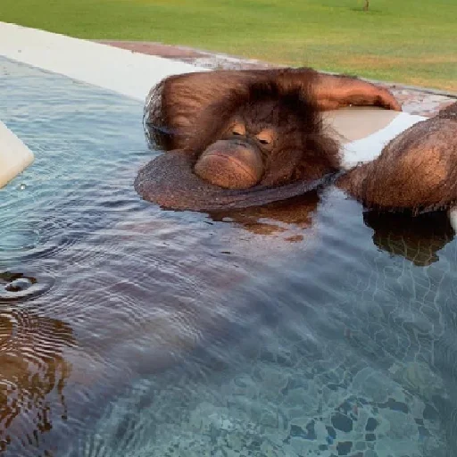 Эмодзи sweetbaboons