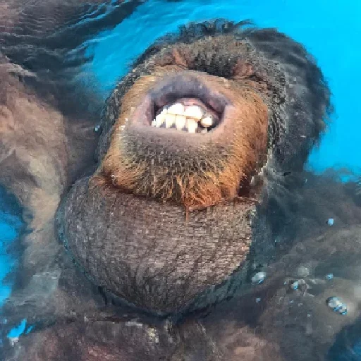 Эмодзи sweetbaboons