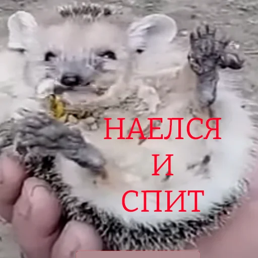 Эмодзи ТАК СТОП НАХОЙ