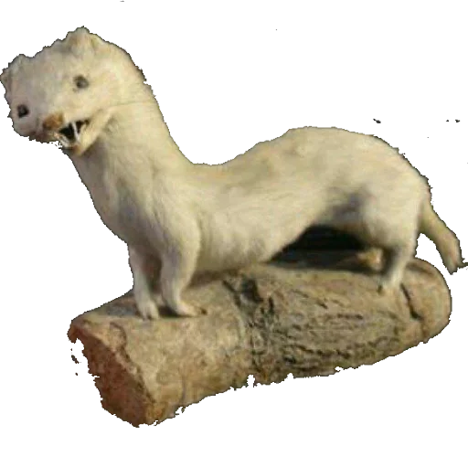 Эмодзи taxiderm