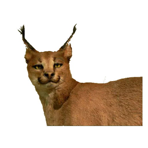Эмодзи taxiderm