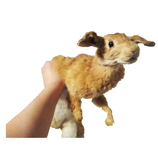 Эмодзи taxiderm