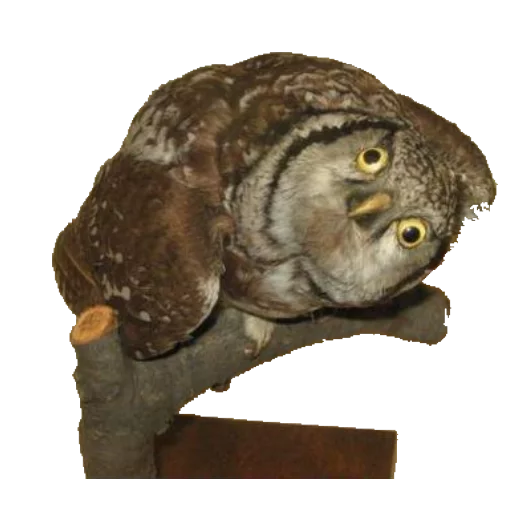 Эмодзи taxiderm