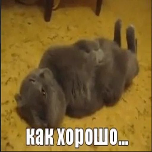 Эмодзи Рандомчик TF2 RUS CHAT