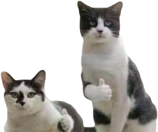 Эмодзи Эти ебучие коты