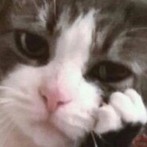 Эмодзи Эти ебучие коты