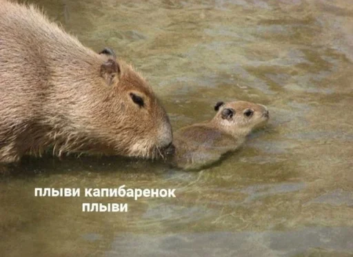 Эмодзи капибарка