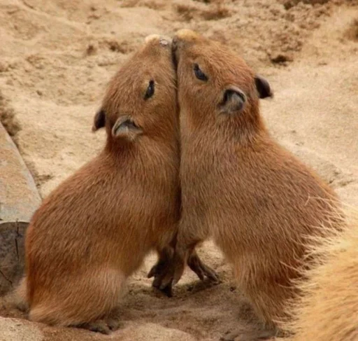 Эмодзи капибарка