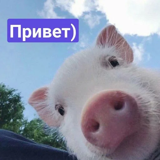 Эмодзи Хрюшки