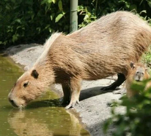 Эмодзи Капибары