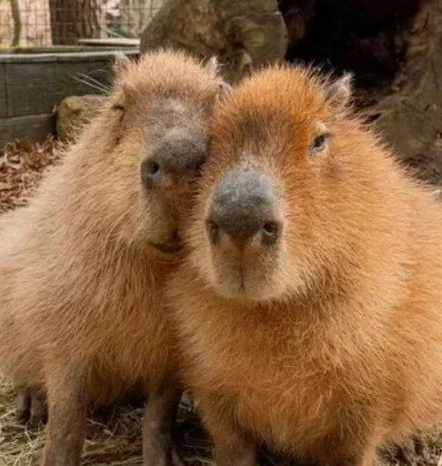 Эмодзи Капибары