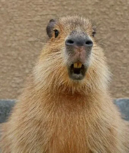 Эмодзи Капибары