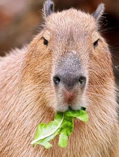 Эмодзи Капибары