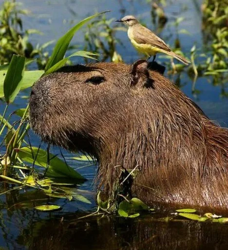 Эмодзи Капибары